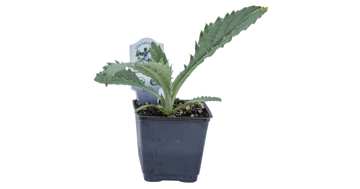 Ellie s eden live plants tavor imperial star artichoke organic azure