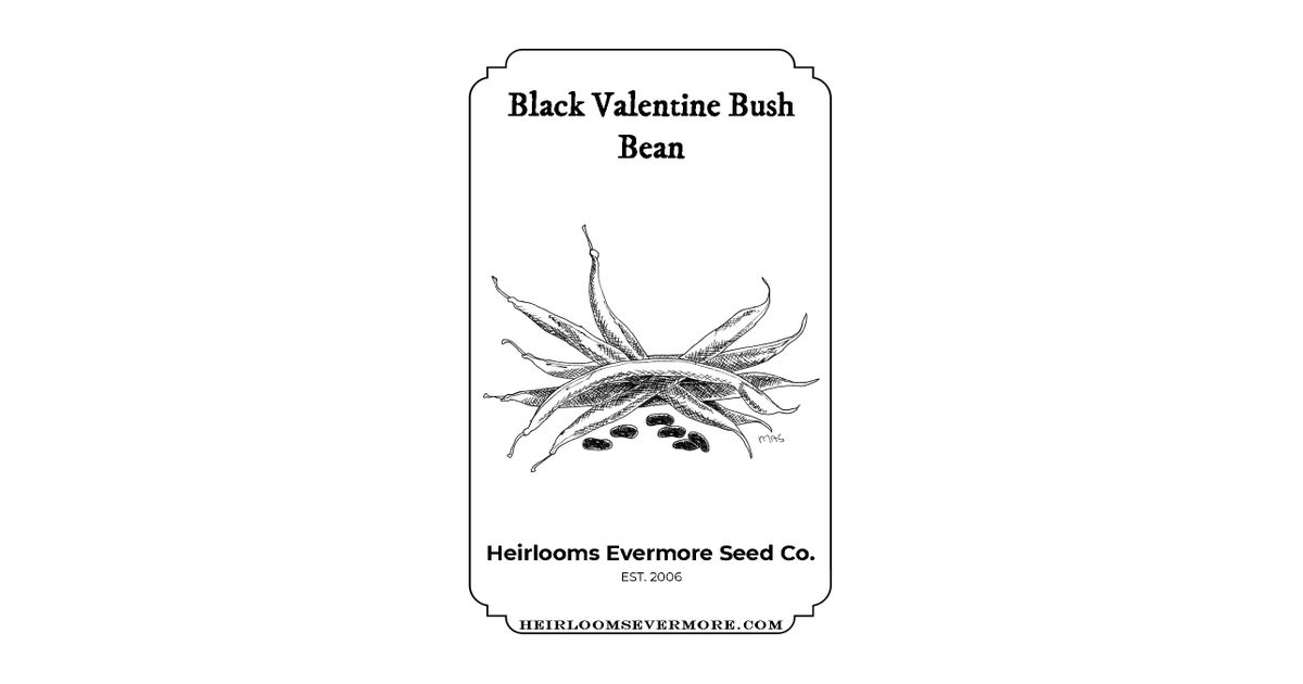 Heirlooms Evermore Black Valentine Bush Bean Seeds Azure Standard