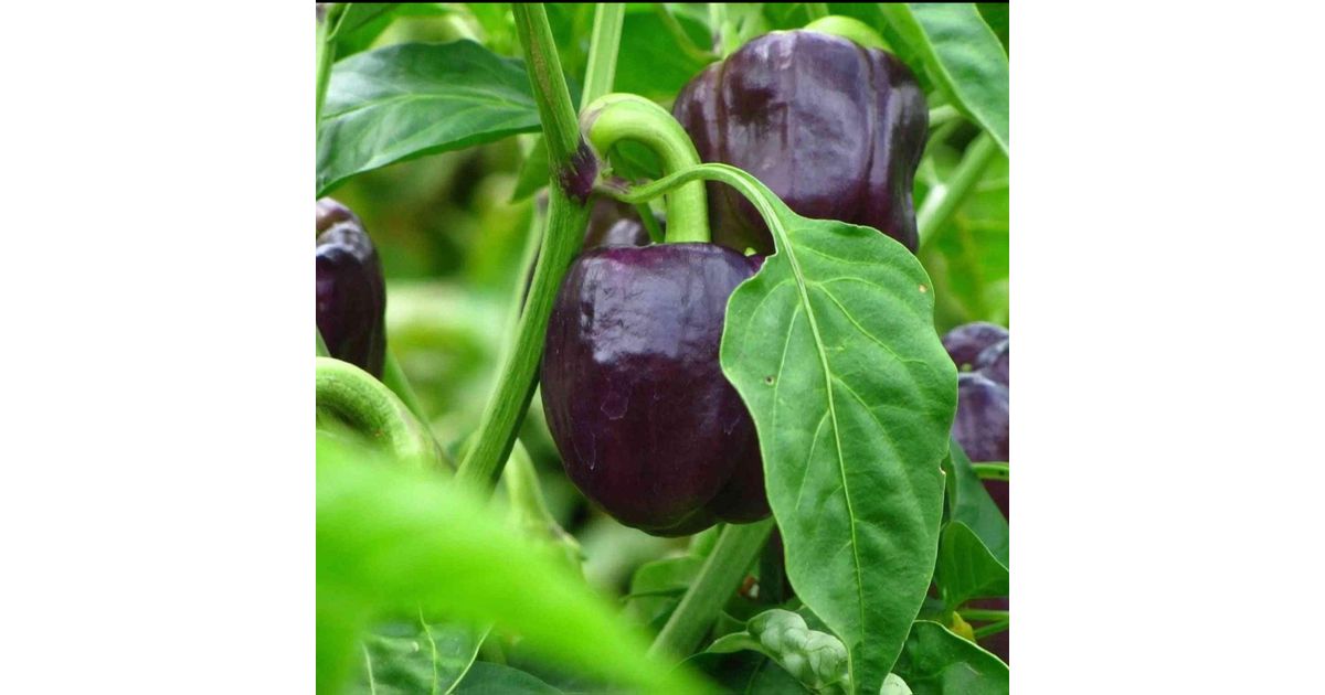 Ellie's Eden Live Plants Purple Beauty Bell Pepper, Organic - Azure ...