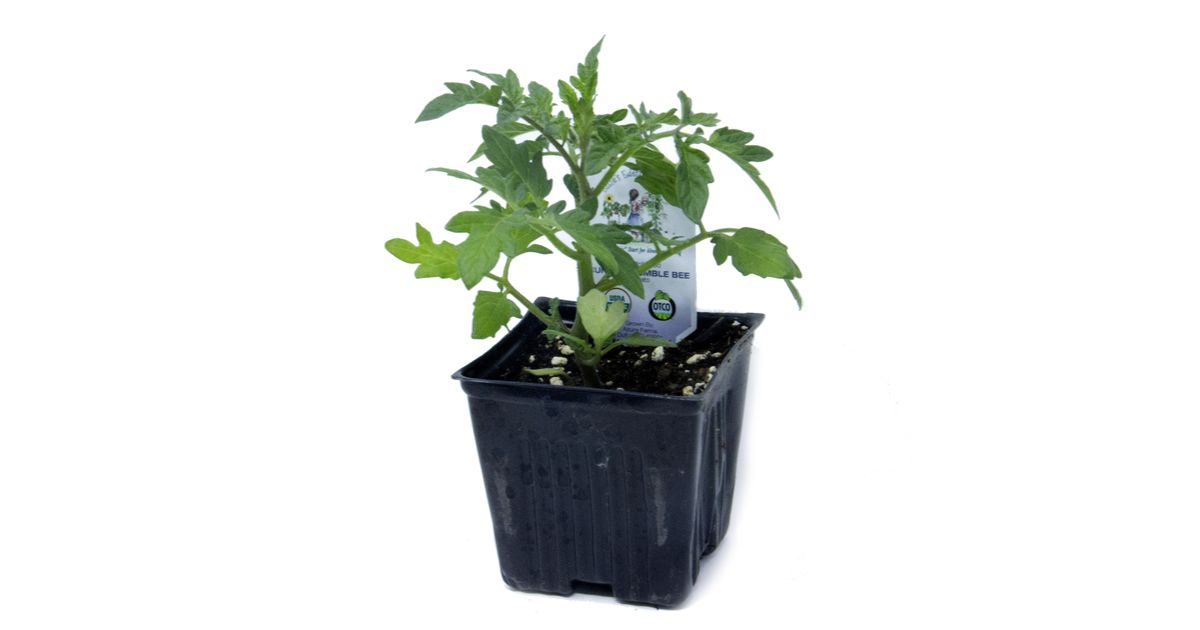 tomatoページ EarthPure® Organic Crushed Tomatoes - Neil Jones Food Company