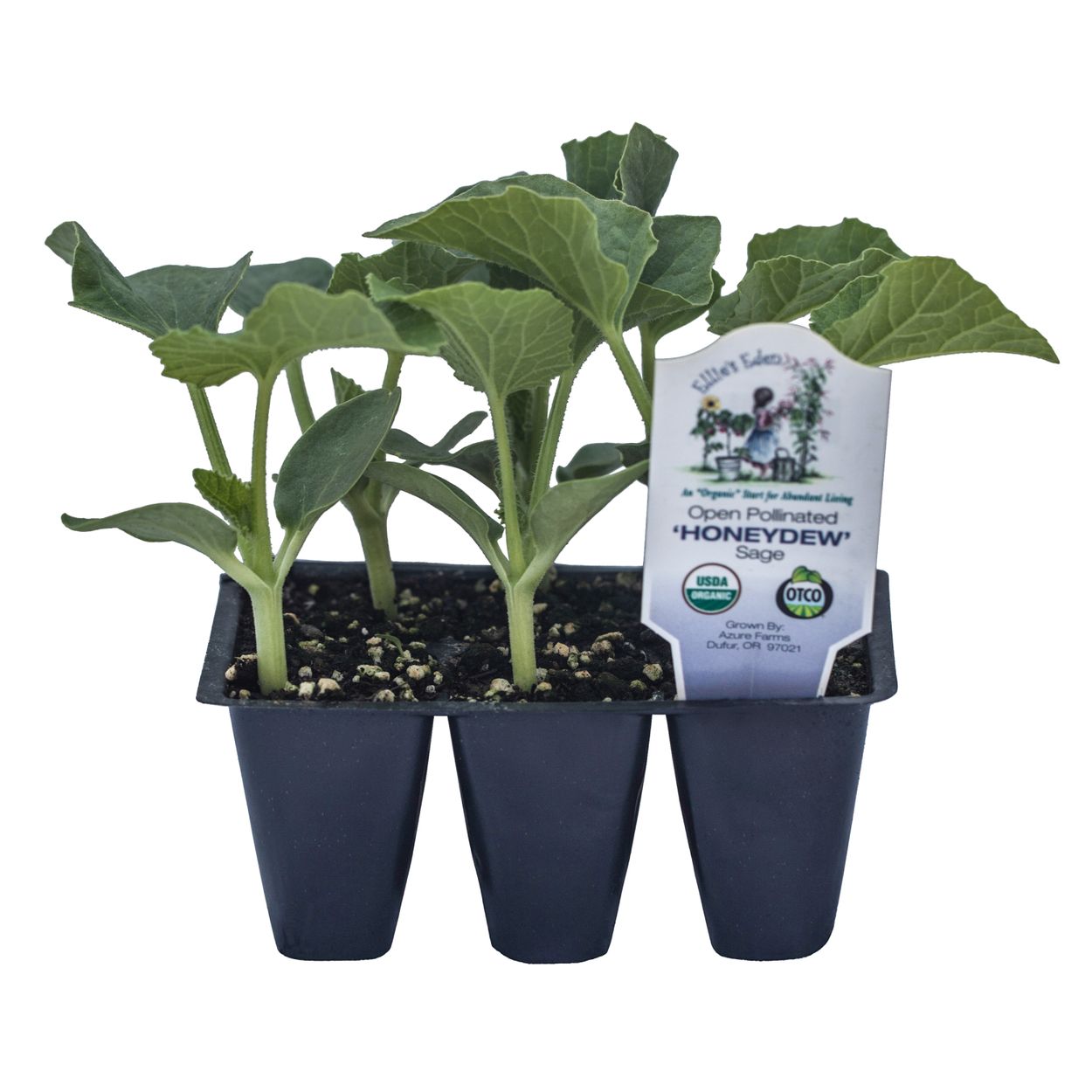 aphrodite plant Buy Calycanthus Aphrodite Sweetshrub for Sale