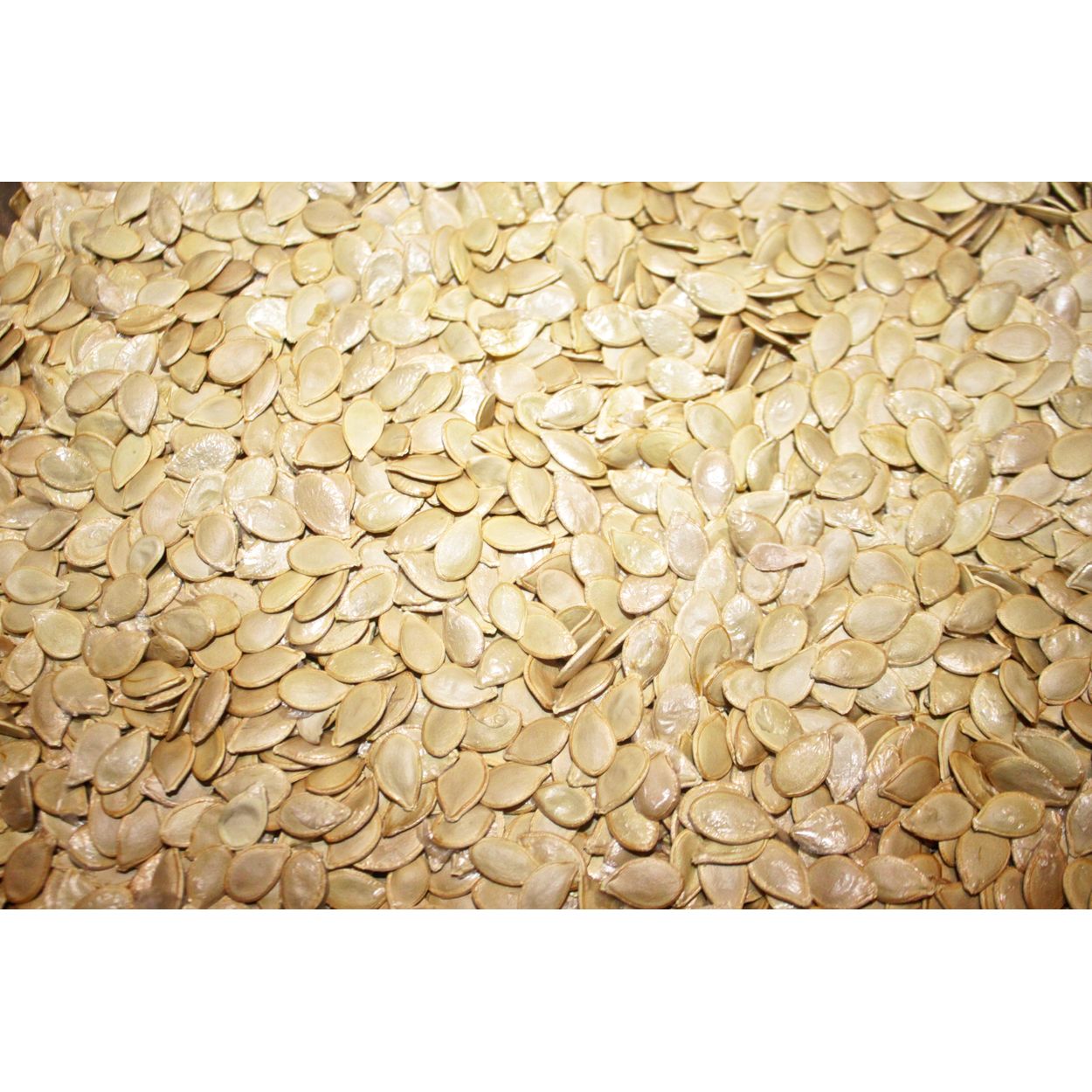 Azure Husbandry Costata Romanesco Zucchini Seed, Organic - Azure