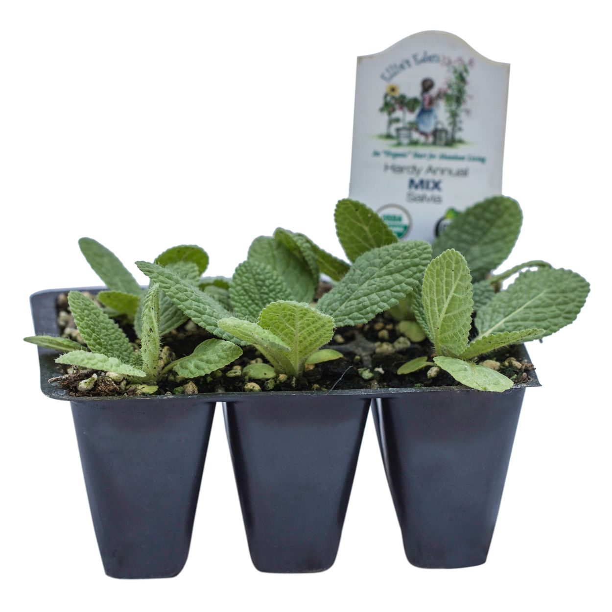 Ellie S Eden Salvia Marble Arch Mix Azure Standard