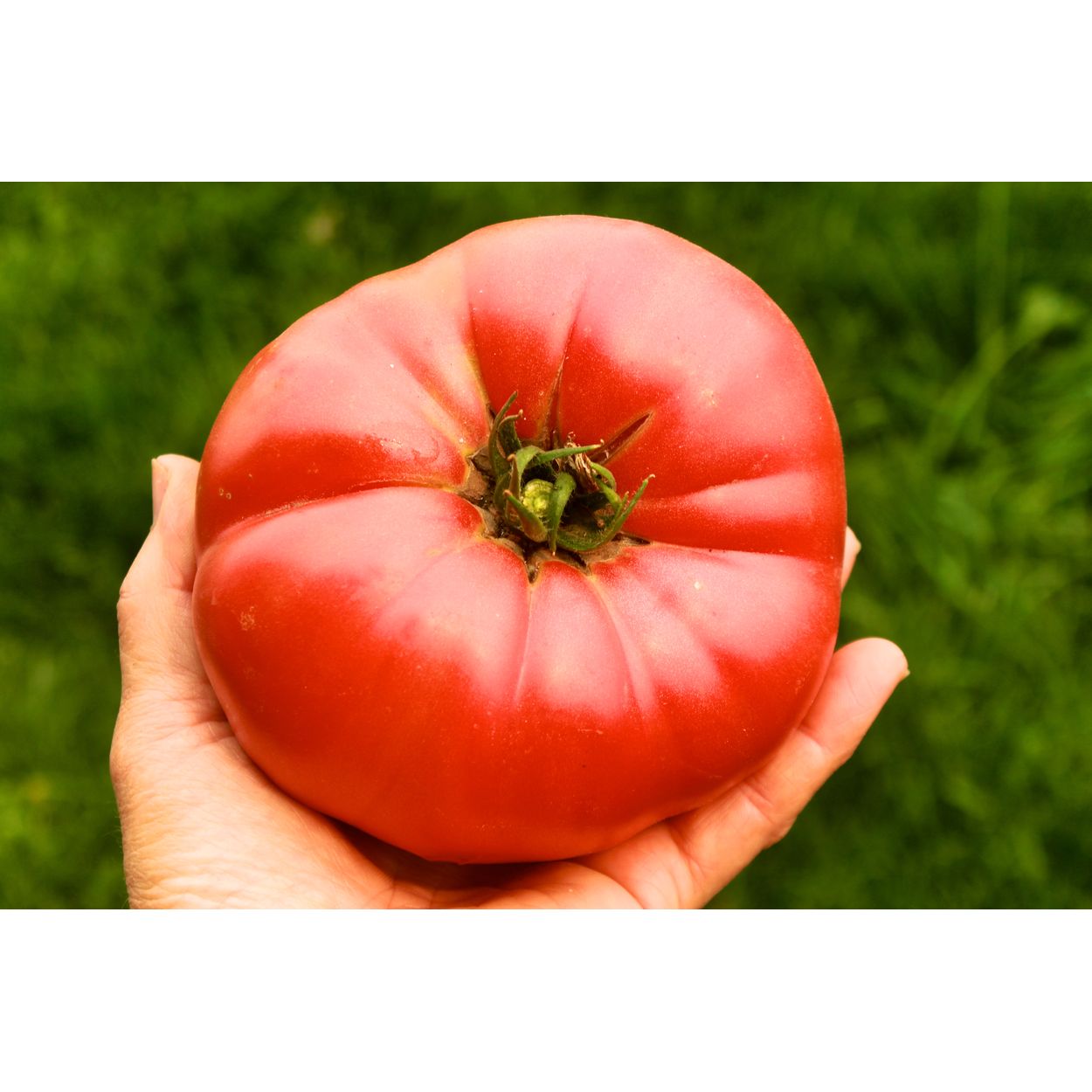 tomato Itz a Keeper Hybrid Tomato Seeds — Seeds 'n Such