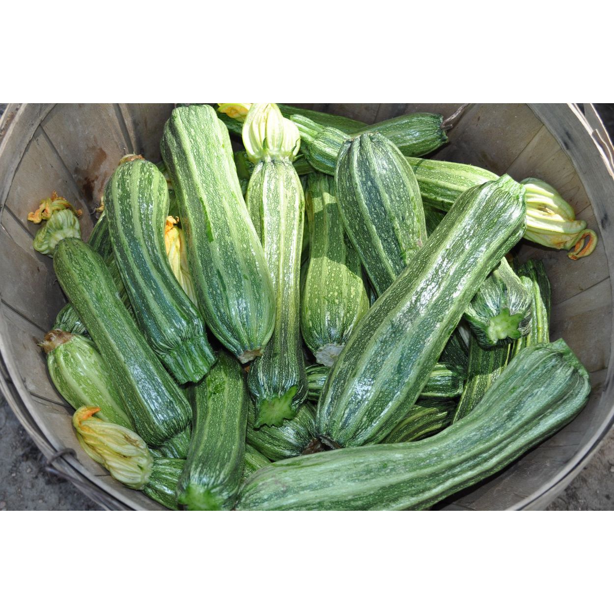 Azure Husbandry Costata Romanesco Zucchini Seed, Organic - Azure