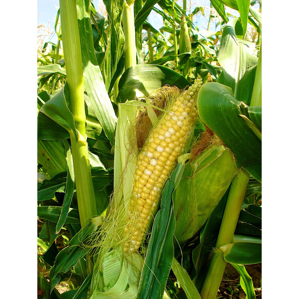 Azure Husbandry Double Standard Sweet Corn Seed, Organic - Azure