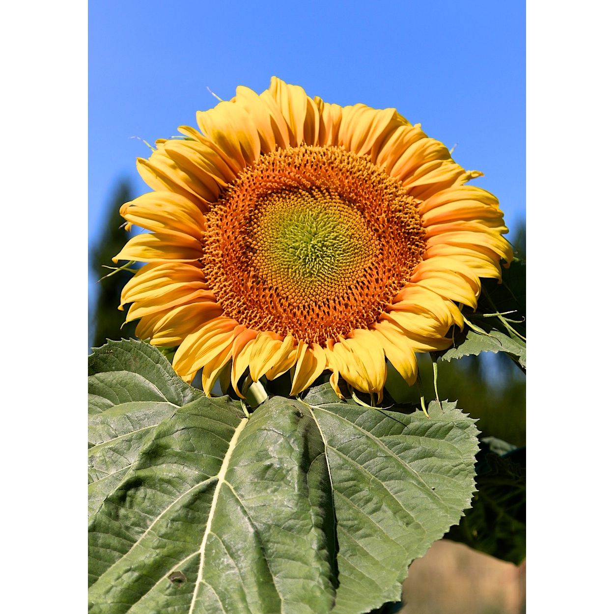 Azure Husbandry Mammoth Russian Sunflower Seed, Organic - Azure