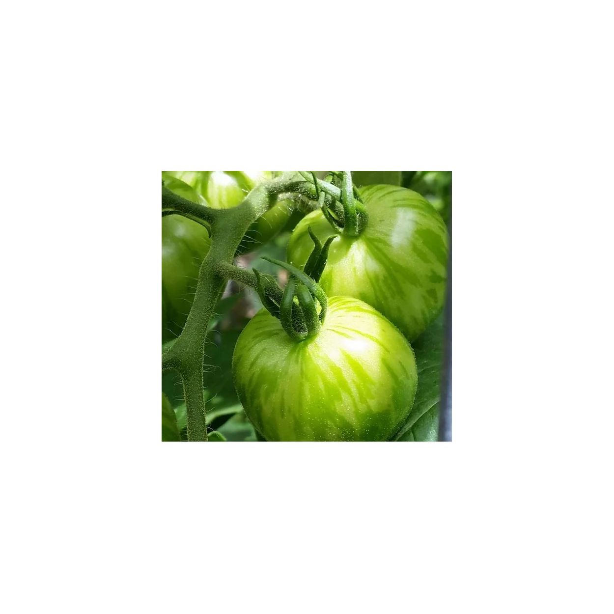 Tomatoさま専用 Amazon.com : Tomosa F1 Hybrid Tomato Seeds - Excellent