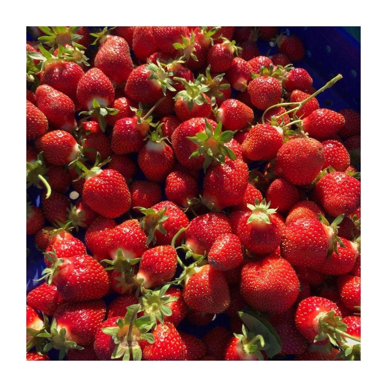 Ellie's Eden Live Plants Jewel Junebearing Strawberry