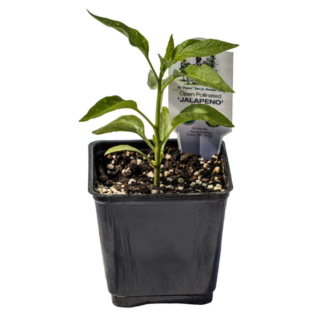very low light indoor plants ZZ Plant 14"