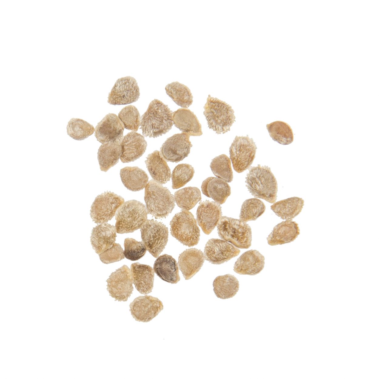 Tomatoさま専用 Brim Seed Co. Tomato, Green Zebra Seed - Azure Standard