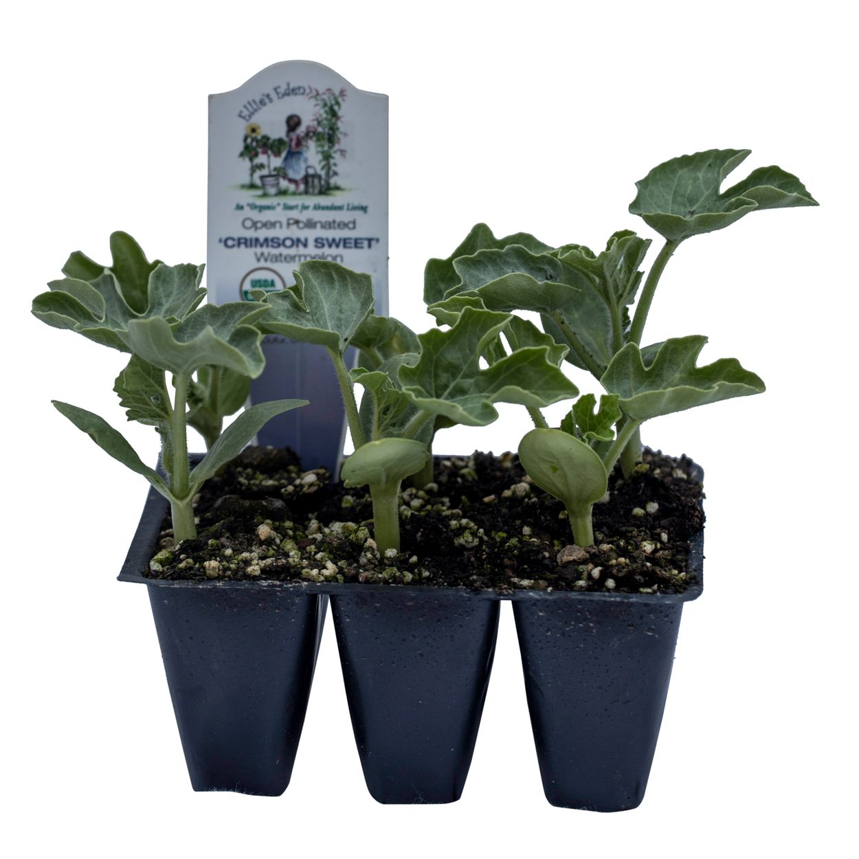 ficus artificial plant 74” Triple Trunk Ficus Artificial Tree with Natural Trunks main image 0