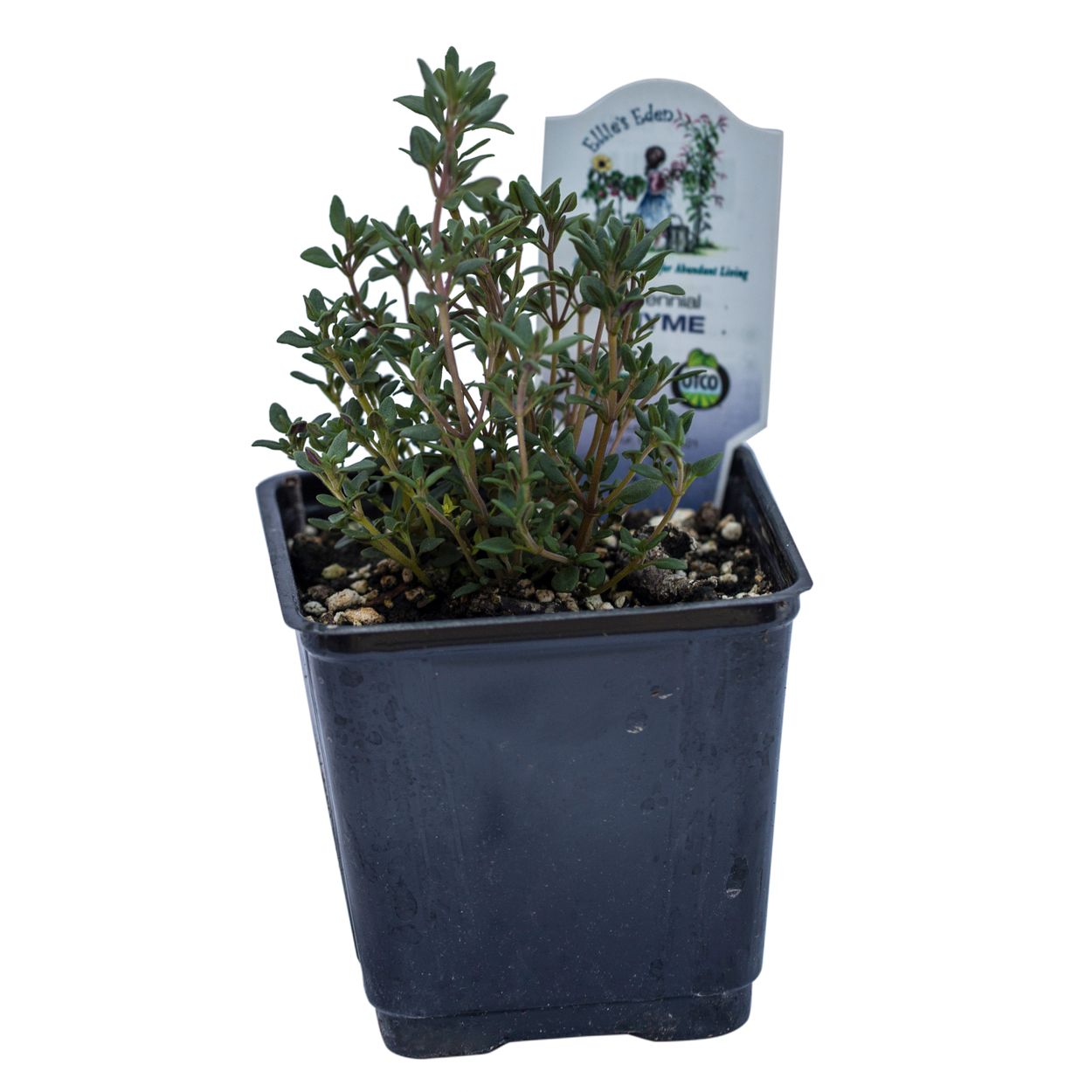 Ellie's Eden Live Plants Thyme, Organic - Azure Standard
