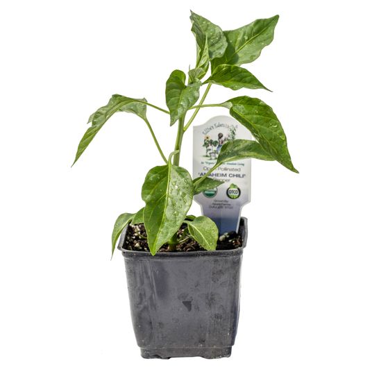 Ellie's Eden Live Plants Anaheim Chili Pepper, Organic - Azure Standard