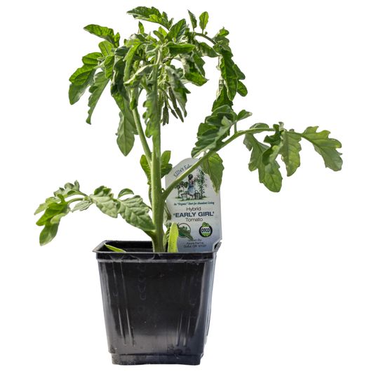 Ellie's Eden Early Girl Tomato Starts, Organic Azure Standard