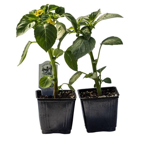 Ellie's Eden Tomatillo, Organic Azure Standard