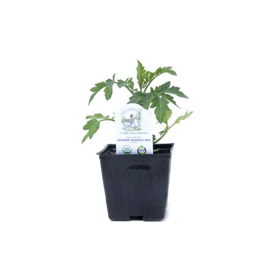 Cocktail Tomato E15T.41942