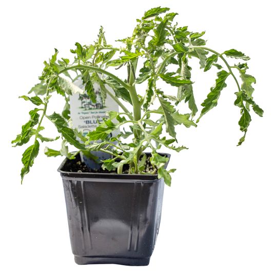 Ellie's Eden Blush Tomato (Saladette), Organic Azure Standard