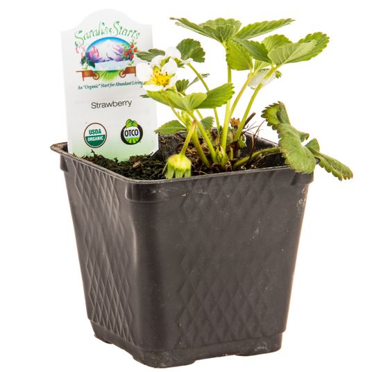 Ellie's Eden Live Plants Strawberries, Organic - Azure Standard