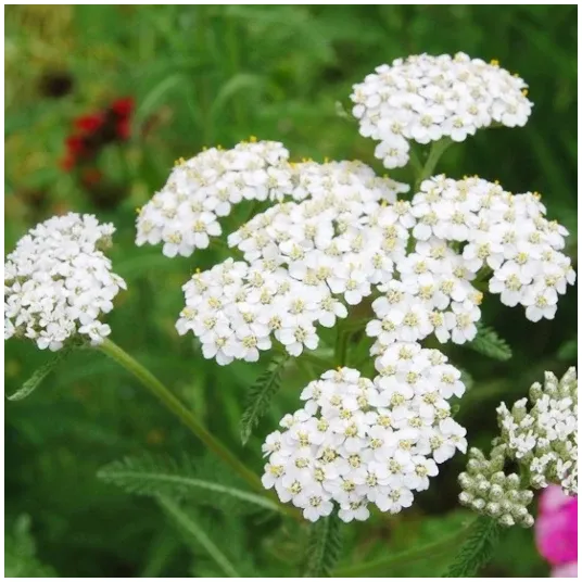 Ellie's Eden Live Plants Yarrow, Medicinal, Organic - Azure Standard
