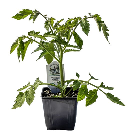 Ellie's Eden Juliet Tomato, Organic Azure Standard