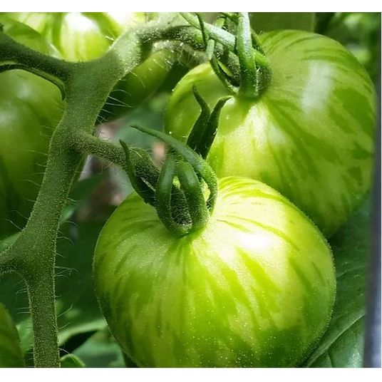 Brim Seed Co. Tomato, Green Zebra Seed - Azure Standard