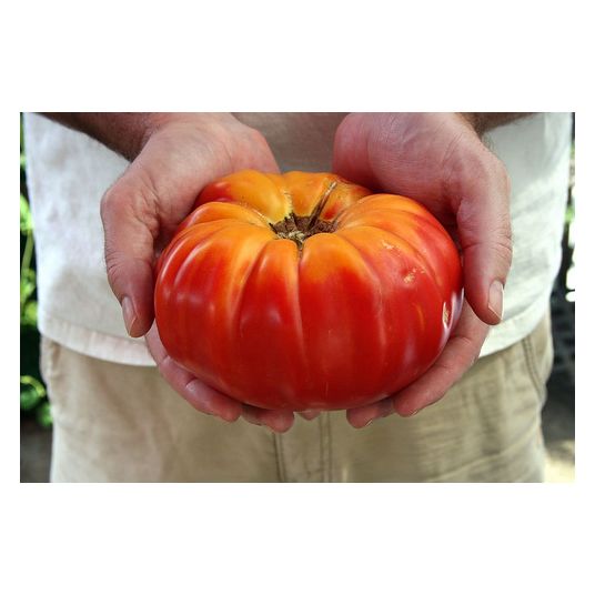 thumbnail image 2 of Gold Medal / Ruby Gold Tomato Seeds – Beefsteak, NON-GMO (Southeast Seeds) – Free Shipping 2 of 6