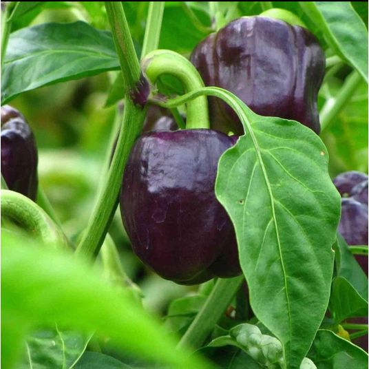 Ellie's Eden Live Plants Purple Beauty Bell Pepper, Organic - Azure ...