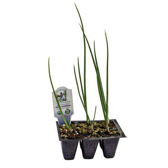 Ellie's Eden Evergreen Bunching Onions Azure Standard