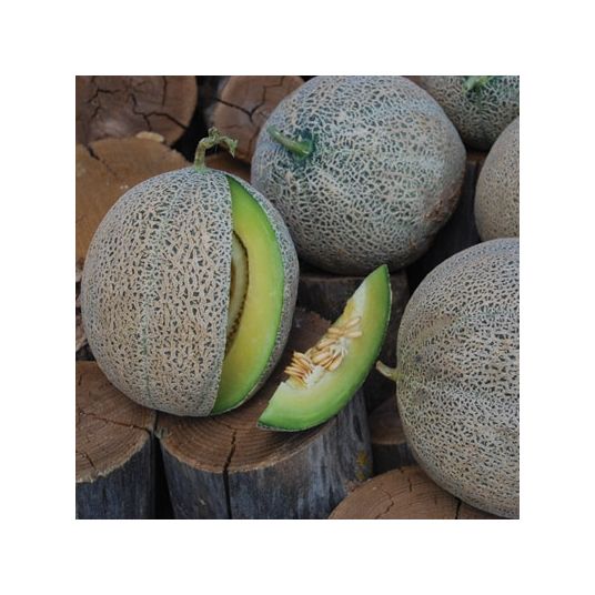 Azure Husbandry Green Nutmeg Melon Seed, Organic - Azure Standard