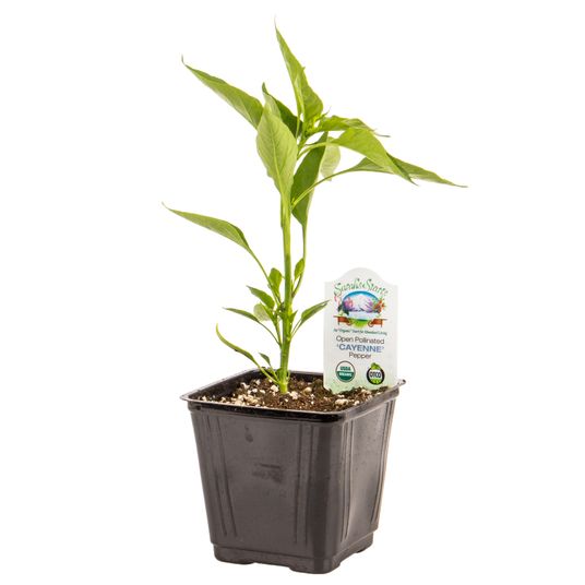 Ellie's Eden Cayenne Pepper, Organic Azure Standard