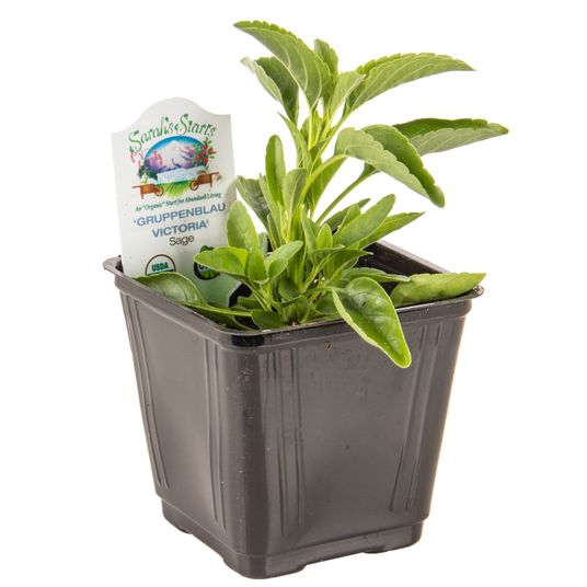 Ellie's Eden Victoria Sage, Organic Azure Standard