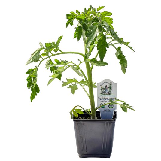 Ellie's Eden Live Plants Black Prince Heirloom Tomato, Organic - Azure  Standard