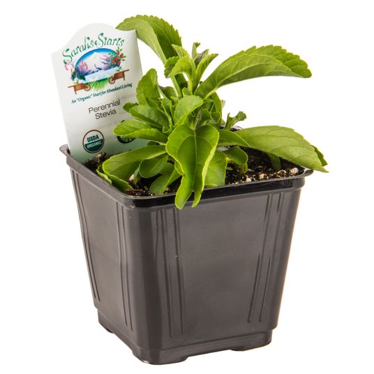 Ellie's Eden Stevia, Organic Azure Standard