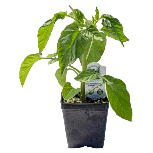 Ellie's Eden Brandywine Tomato, Organic Azure Standard