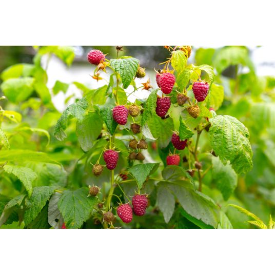 Ellie's Eden Live Plants Red Raspberry Shoot, Organic - Azure Standard