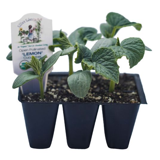 Ellie's Eden Lemon Cucumber, Organic Azure Standard