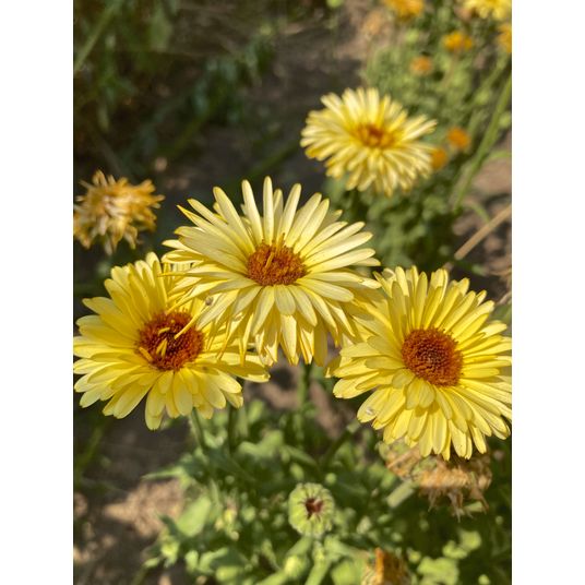 Azure Husbandry Pacific Apricot Beauty Calendula Seed, Organic - Azure